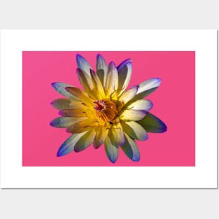 Yellow and purple Lily flower Posters and Art